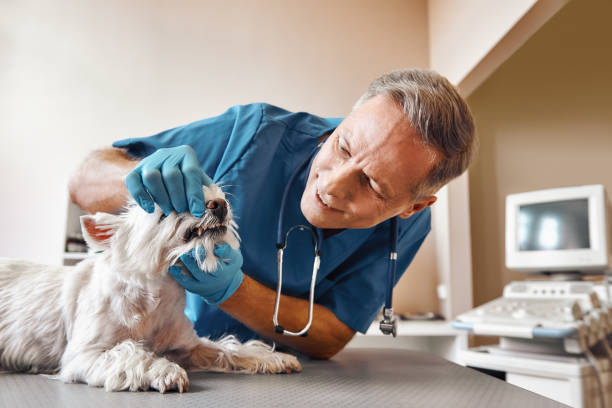 Best Emergency Root Canal Therapy in Annandale, VA